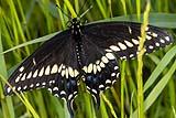 Black Swallowtail Butterfly April 2023